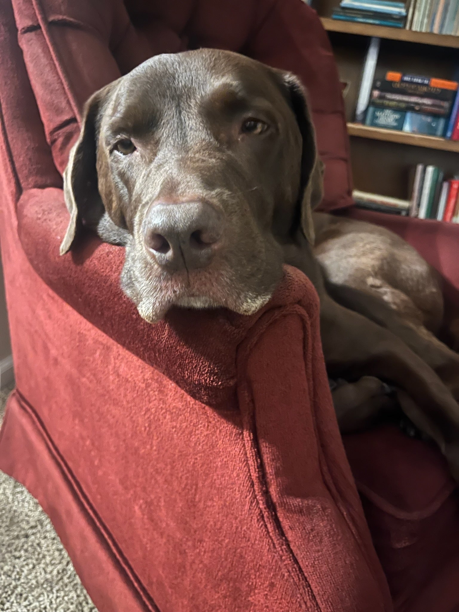 The Sturdy Doghouse: The Easiest Way to Learn Real Construction Skills (And Make Your Dog Very Happy)